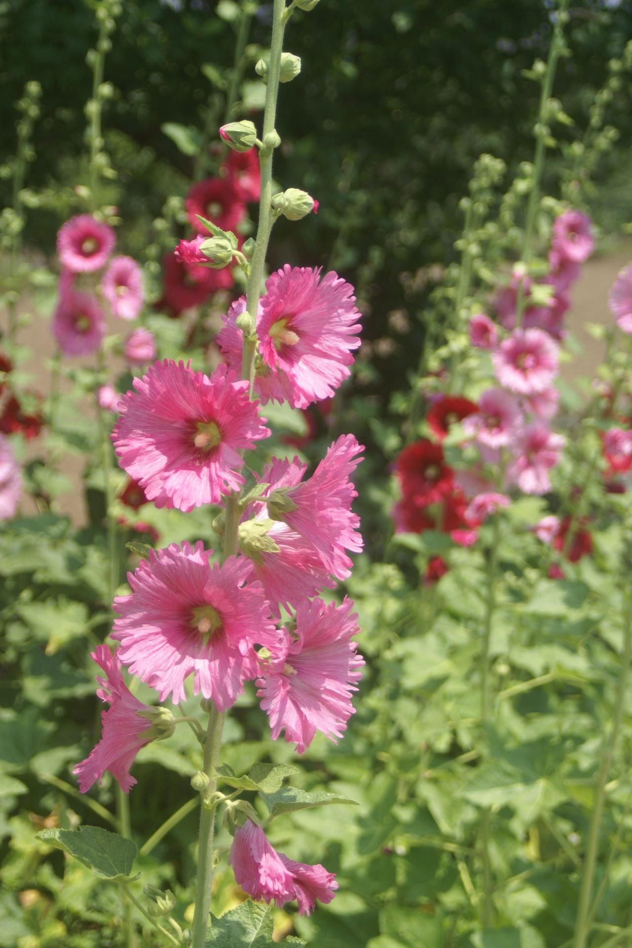 葵 花鳥風月一葉一句 写真俳句・・・松風公園【山茶花の庵】