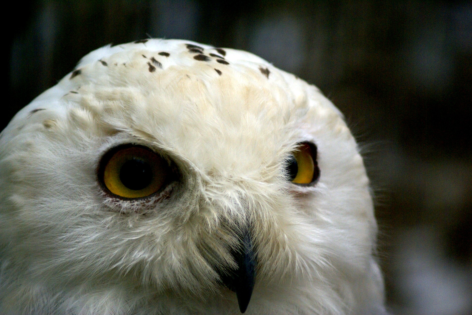 花鳥風月 一葉一句 白ふくろう 写真俳句 一生感動 一生青春 松風庵