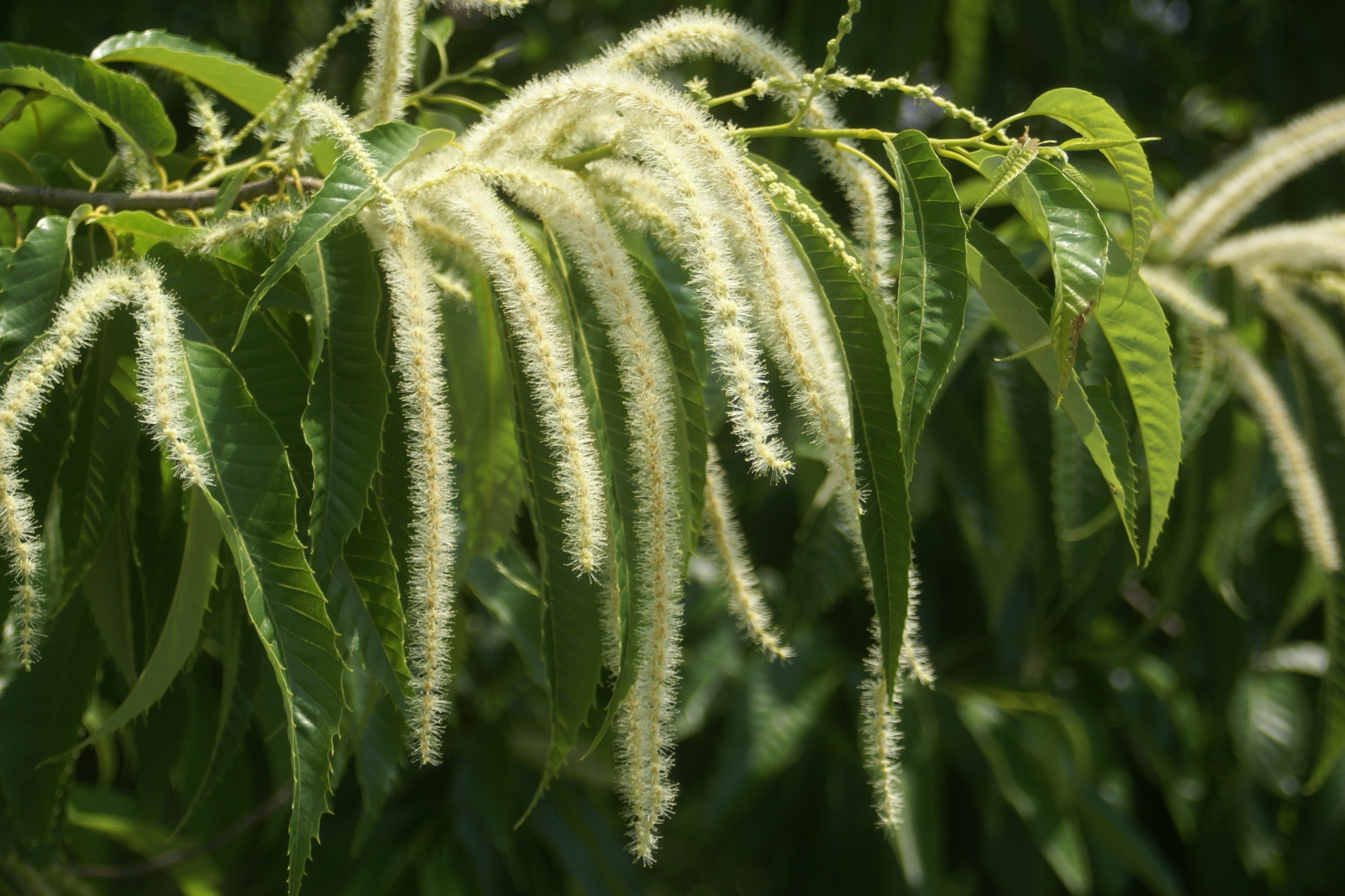 栗の花 花鳥風月一葉一句 写真俳句・・・松風公園【山茶花の庵】