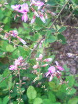 0c655f89.JPG