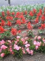 4f078d45.JPG