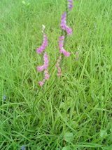 c05095f9.JPG