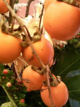 d201e328.JPG