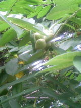 d32454cd.JPG