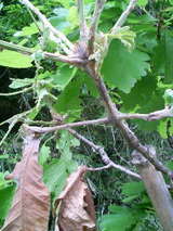 e72188f5.JPG