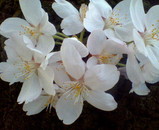 200504081359000.jpg