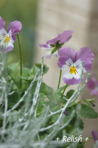 viola2 nov09