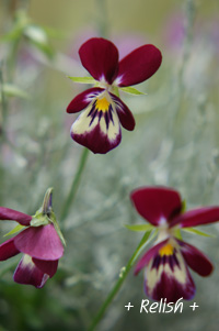 viola nov09