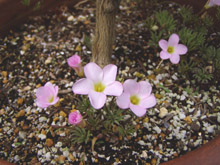 oxalis