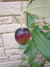 olive oct0909