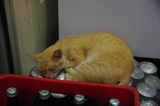 ̲��ǭ��