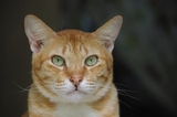 �ͥ���