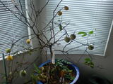 dying lemon(1)