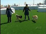 pet hotel(1)
