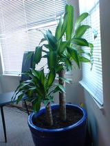 New Plant