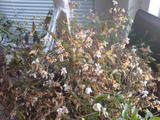 Dying Jasmin (2)