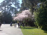 Japanese Garden