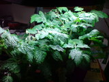 tomato w flower(2)