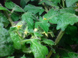 tomato w flower(1)