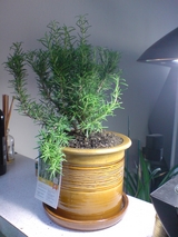 rosemary