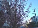 Blooming Floer