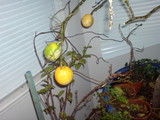 dying lemon(2)