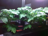 tomato 2month