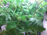 Tomato 3month