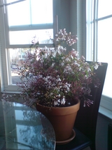 Jasmine