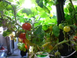 tomato(2.14.08)