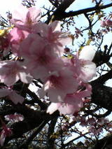 桜1