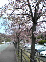 桜2