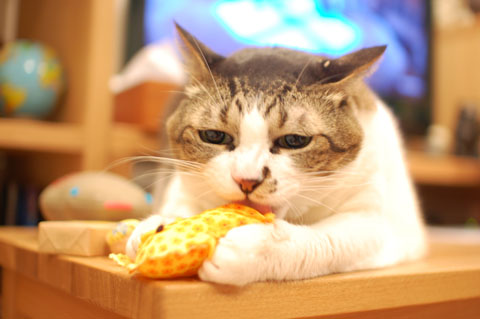 この顔はヒトだな