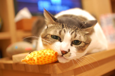 ヒトだ、うん。