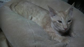 ismfileet