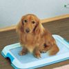 犬