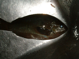 グレ30cm