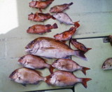 080607釣果