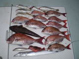 釣果1