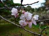 十月桜