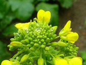 菜の花