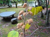 桐の蕾