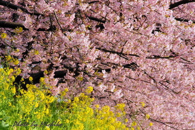 圧倒的な桜