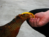 神戸花鳥園