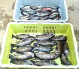 メバル 30cm