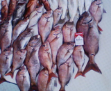 釣果