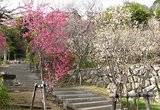 梅林公園1
