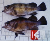 メバル30&31cm