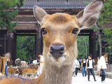 鹿