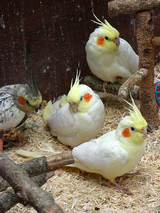 花鳥園